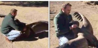 A Condor Lands In Front Of The Man – Watch As He Thanks The Man Who Saved Him