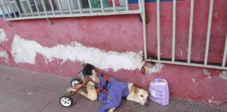 A Female Dog Was Abandoned In A Wheelchair Without Water Or Food And Was Chained Into A Gate