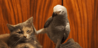 Annoying Parrot Keeps Bothering The Poor Cat. Seconds Later, He Fails Miserably