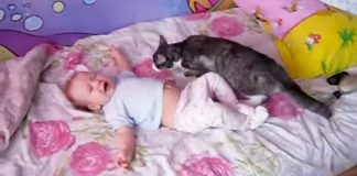 Baby Can’t Stop Crying On The Bed – Now Keep Your Eyes When The Family Cat Leaps Forward