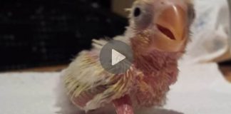 Baby Bird Was Born Different From Others Was Ignored By Parents. But Keep Watching