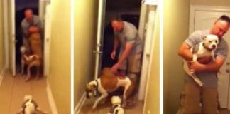 Dad Returns After 6-month Deployment – But It’s His Paralyzed Dog’s Reaction That’s Warming Everyone’s Hearts