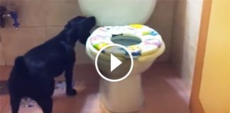 Dad Saw His Dog Go Into The Bathroom. But What His Camera Caught Next Is Priceless! Wow!