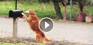 She Asked Her Dog To Fetch The Mail. But What He Comes With? This Is Unbelievable!