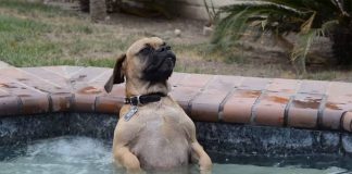 Dog Jumped Into The Hot Tub, His Reaction Has Left More Than 2 Million People In Stitches