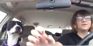 Dog Quietly Rides In The Car — But When Favorite Song Comes On Radio, The Internet Is Dying Of Laughter