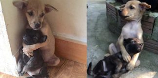 Even After Being Rescued, Two Abandoned Puppies Won’t Stop Hugging Each Other