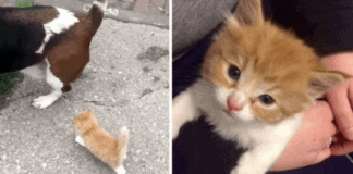 Family On Walk With Their Dog When Tiny Kitten Follow Them Home. What Happens Days Later Changes Everything
