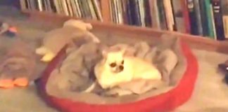 Heartbroken Dog Hasn’t Seen Dad In 2 Months But Doesn’t Know He’s About To Walk In