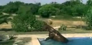 Man Described His Horse’s Afternoon Ritual To His Friends But Nobody Believed Him – So He Recorded It