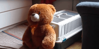 Mom Set Up Camera When Teddy Bear Keeps Disappearing and Captured The Footage
