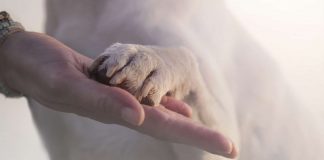 Photo Of Cop Comforting Dog At Scene Of Car Accident Goes Viral On Internet