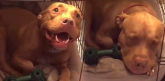 Pit Bull Is Too Scared To Sleep – Until His Father Starts Singing His Favorite Lullaby