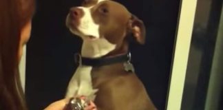 Pit Bull Pretends To Faint To Avoid Getting Her Nails Clipped