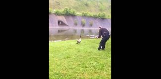 Police Officers Are “Hailed” Down By Frantic Goose, Surprised By Where It Leads Them…