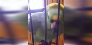 Proud Parents Bring Home Their Newborn Baby, Their Parrot’s Reaction Is Absolutely Priceless