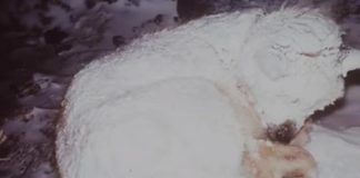 Rescuers Rush To Save Dog Freezing In The Snow – Find Out He’s Protecting Little Boy After His Mom Abandoned Him