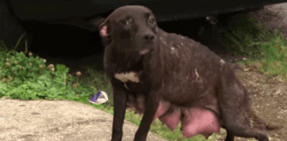 Rescuers Spot Mama Dog On Streets Desperately Searching For Her Puppies