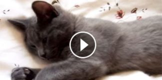 She Asked Her Sleepy Cat A Question. But I Couldn’t Believe My Ears When I Heard His Response!