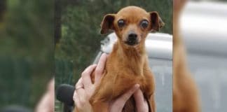 She Spent 12 Years In A Cage At The Puppy Mill, But Watch When Her Rescuers Show Up