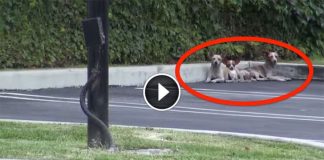 Someone Dumped 3 Poor Pups On The Streets. By The End, You Will Be In Tears.