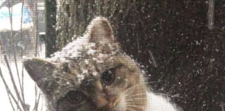 Stray Cat Shows Up Outside Guy’s Window In Polar Vortex