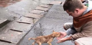 Stray Puppy Wags Her Tail At Every Passerby Trying To Get Someone To Notice Her