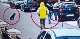 Street Dog Saves Woman From Being Robbed