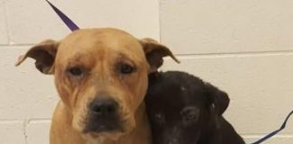 Terrified Pit Bulls Are All Alone In The World, Then They Have This Life-changing Moment…