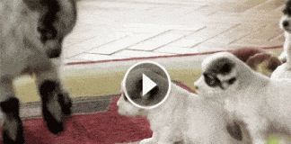 This Baby Goat Is Put Into A Room Full Of Puppies. What Happens Next? Priceless!