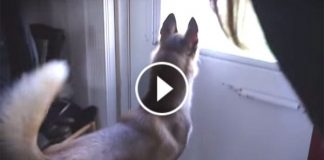 This Dog Is Eagerly Waiting For Someone. When You Know Who It Is, You’ll Scream In Excitement!