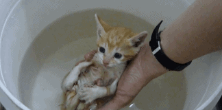 Tiny Kitten Covered In Biting Fleas Can Barely Move His Body – Gets ‘sweet Relief’ When They Dip Him In