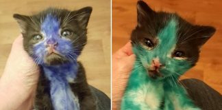 2 Kittens Found “Colored In” With Permanent Marker. Now Watch When They Get Their 1st Bath