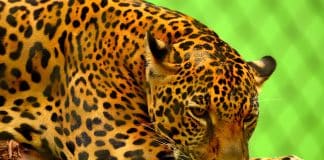 Best Jaguar Photos You Never Seen Before