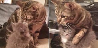 Women Rescues Stray Kitten, But Moment She Introduces Him To Her Other Cat, Whole Internet Fall In Love…