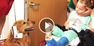 He Was Left With Dreadful Brain Injuries In An Accident. But When This Dog Came In? I’m Crying!