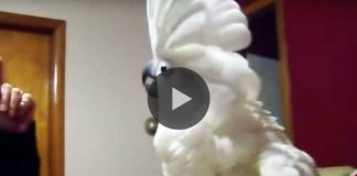 Cockatoo Is Being Told Off By Human – But Watch Her Wild Reaction! Is The Most Unexpected Thing