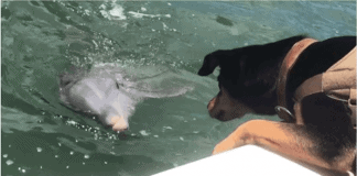 Dog Spots Dolphin Swimming Up To Boat, Begins Game That’s Lighting Up The Internet
