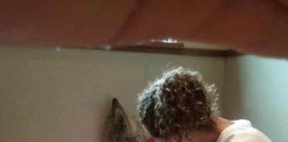 Lonely Wolf-dog Refuses To Move From Corner Of His Room, Until He Meets His Soul Mate