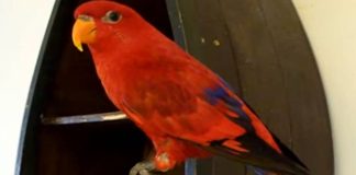 Little Bird Asks His Dad “What Do You Want?”, But Keep Watching