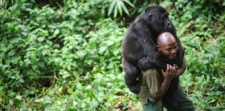 Man Comforts Gorilla Who Just Lost His Mom
