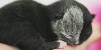 Rare Kitten Born With “ Two Faces ” Has Grown Up: See How She Looks Today