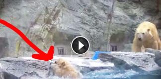 This Momma Bear Saw Her Baby In Trouble And She Did Something Beautiful