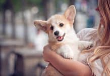 10 Scientific Benefits of Being a Dog Owner Benefits of Being a Dog Owner