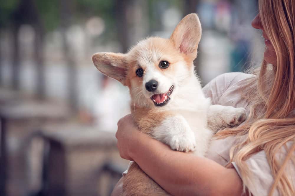 10 Scientific Benefits of Being a Dog Owner Animals Comparison