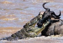 10 Most Powerful Land Animals In The World