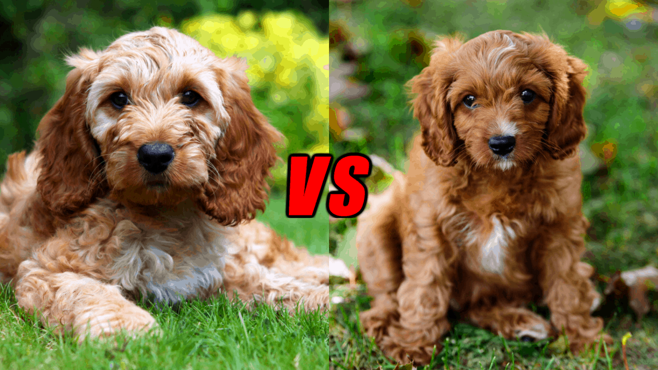 Cockapoo Dog Life Expectancy At Mark Bevill Blog Cockapoo Dog Life Expectancy At Mark Bevill Blog