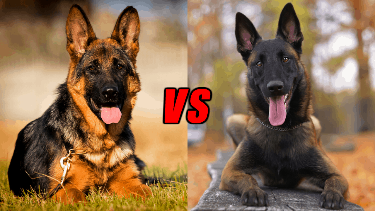 German Shepherd Vs Belgian Malinois Differences Which One Is Better