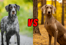 German Shorthaired Pointer Vs Weimaraner Differences – Which One Is Better?