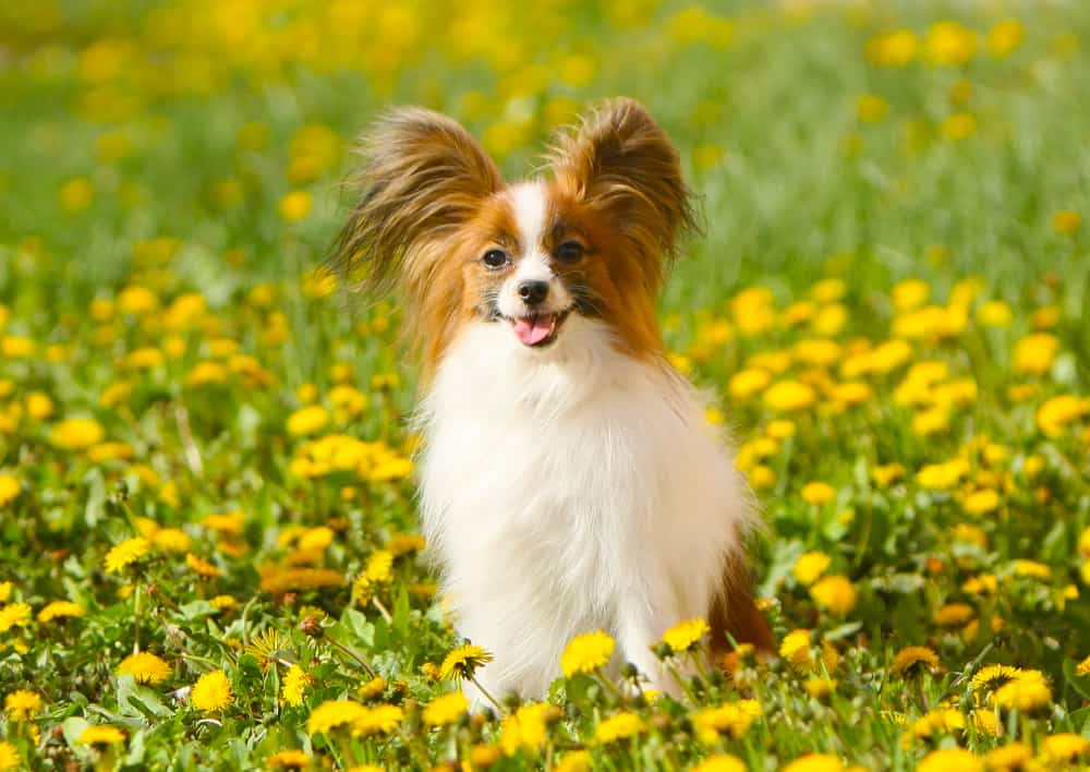 Papillon Dog Ultimate Guide Pictures, Characteristics, & Facts